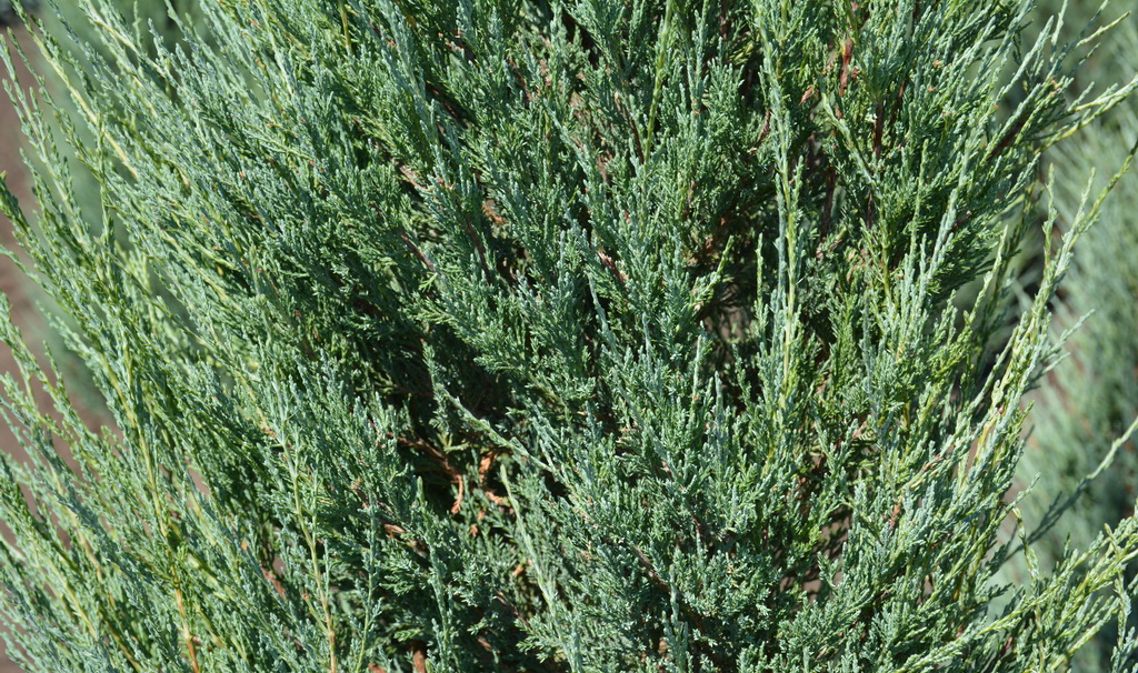 Juniperus scopulorum `Skyrocket`_7П_2020.08.14 (10).JPG